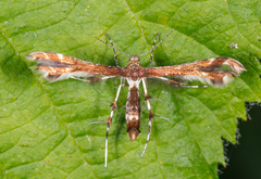 Pterophoridae