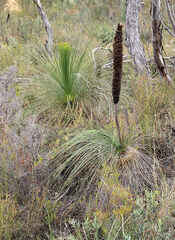 Xanthorrhoea glauca