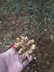 Erythrostemon gilliesii