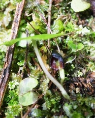 Corybas obscurus