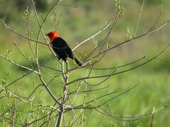 Amblyramphus holosericeus