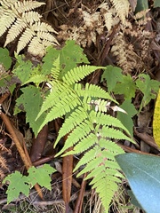 Athyrium asplenioides
