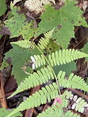 Athyrium asplenioides