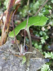Corybas obscurus