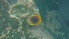 Chaetodon aureofasciatus