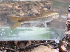 Campostoma oligolepis