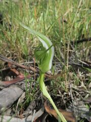 Pterostylis falcata