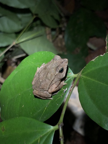 South American Common Toad