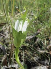 Pterostylis falcata