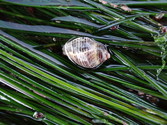 Acanthinucella spirata