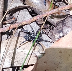 Nyssus albopunctatus