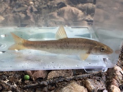 Campostoma oligolepis