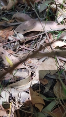 Nyssus albopunctatus