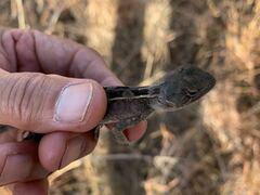 Diporiphora australis