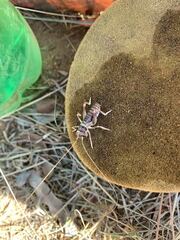 Gryllodes sigillatus