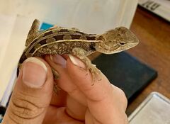 Diporiphora australis