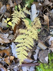 Dennstaedtia punctilobula