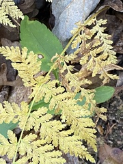 Dennstaedtia punctilobula