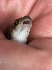 Campostoma oligolepis