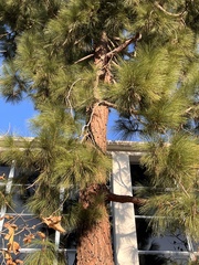 Pinus canariensis