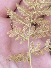 Dennstaedtia punctilobula