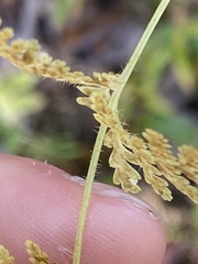 Dennstaedtia punctilobula