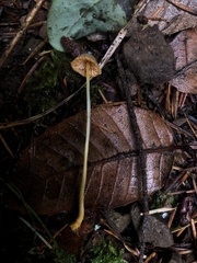Mycena aurantiomarginata
