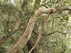 Olearia avicenniifolia