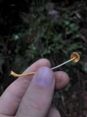 Mycena aurantiomarginata