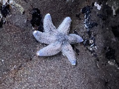 Leptasterias hexactis