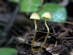 Mycena oregonensis