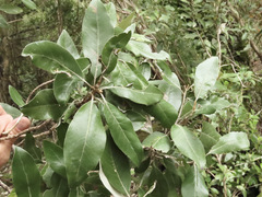 Olearia avicenniifolia