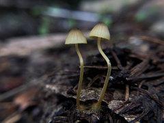 Mycena oregonensis