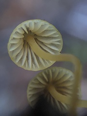 Mycena oregonensis