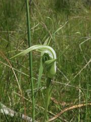 Pterostylis falcata