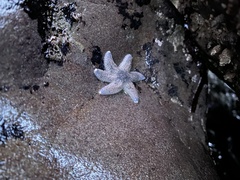 Leptasterias hexactis