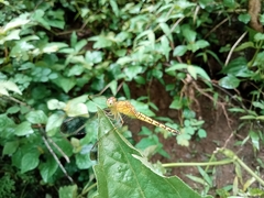 Neurothemis terminata