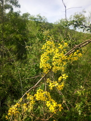 Echinopterys eglandulosa