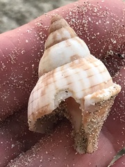 Fasciolaria