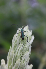 Chrysoprasis aurigena