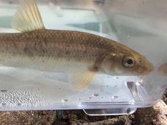 Campostoma oligolepis