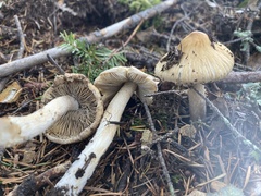 Pseudosperma sororium