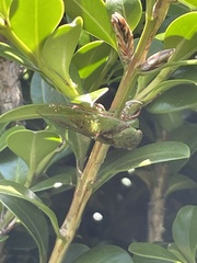 Chlorocysta vitripennis