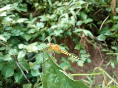 Neurothemis terminata