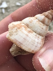 Fasciolaria