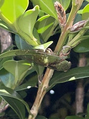 Chlorocysta vitripennis
