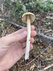 Pseudosperma sororium