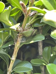 Chlorocysta vitripennis