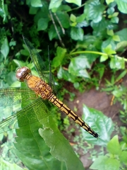 Neurothemis terminata
