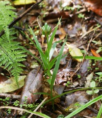 Pterostylis patens